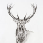 Etude de cerf - Crayons pastel - 30x20 - D9522