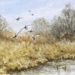Pose de canards - Aquarelle - 20x30 - A9375
