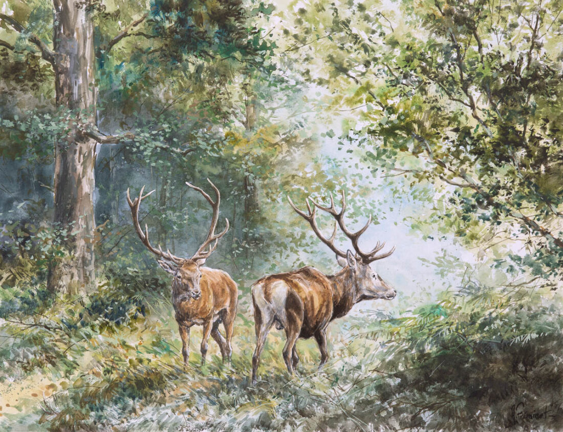 Cerfs vant le combat - Aquarelle - 29x39 - A8288