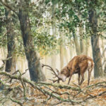 Cerf se frottant les bois - Aquarelle - 20x30 - A8977