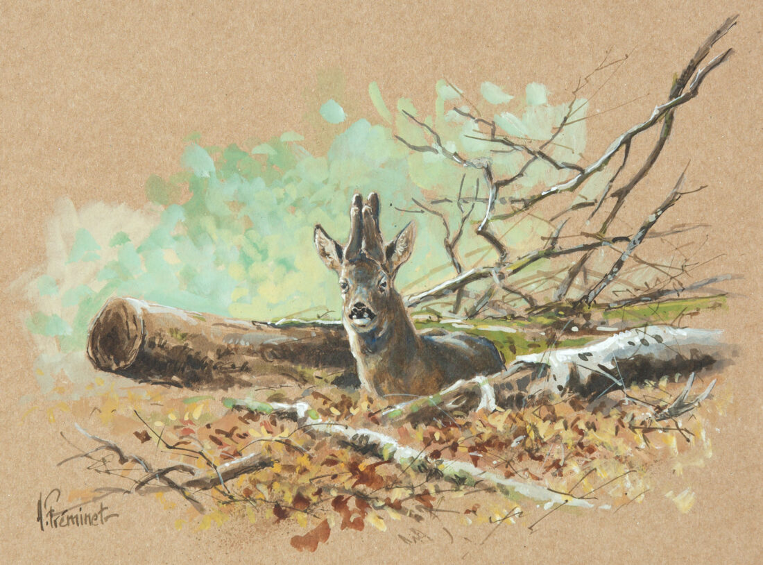 Brocard à la reposée - Gouache - 18,5x24,5 - G4903