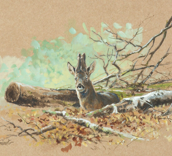 Brocard à la reposée - Gouache - 18,5x24,5 - G4903