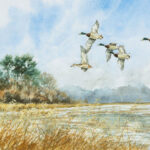 Vol de colverts - Aquarelle - 20x30 - A5073