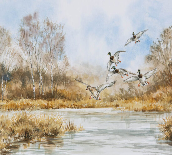 Pose de colverts - Aquarelle - 20x30 - A5076