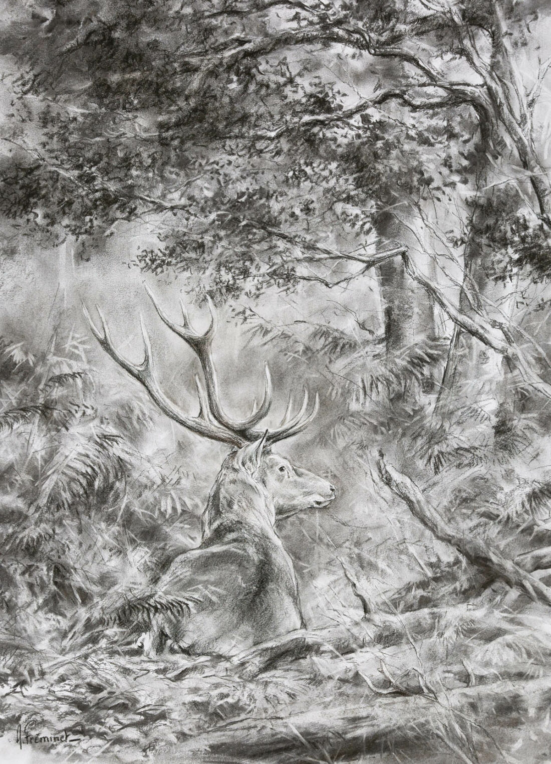 Cerf à la reposée - Fusain - 55x45 - D3794
