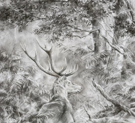 Cerf à la reposée - Fusain - 55x45 - D3794
