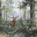Cerf au brame - Aquarelle - 20x30 - A6553