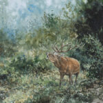Cerf au brame - Gouache - 20x30 - G6559